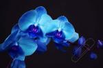 Pohlednice - orchidej modrá