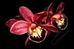 Pohlednice - orchidej