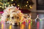 Pohlednice - vánoční pes